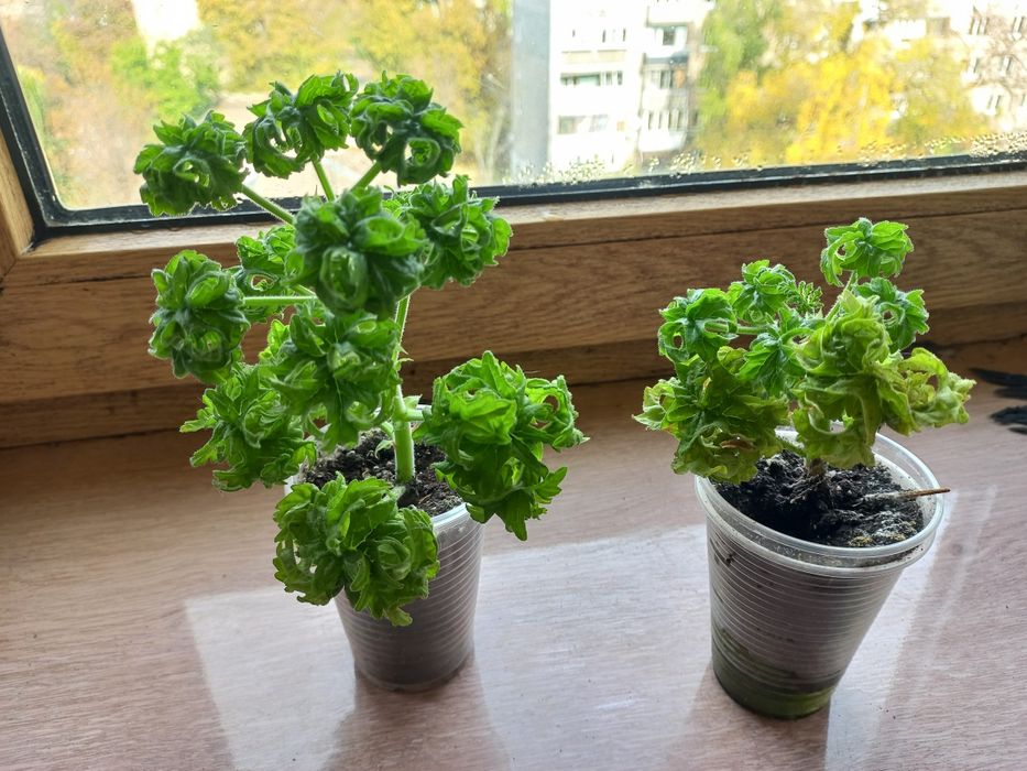 Пеларгонія запашна  graveolens Bontrosai