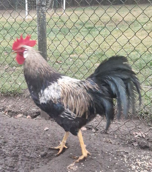 Kogut, koguty  leghorn włoszka wyayendotta brahma