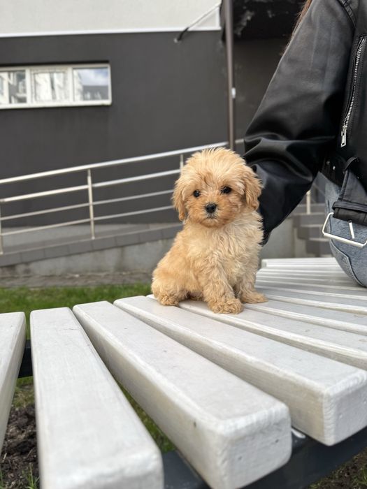 Мальтипу Ф1/Ф2 ПРЕМІУМ