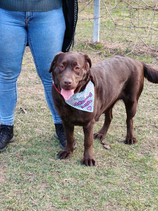 Suczka w typie labradora szuka domu
