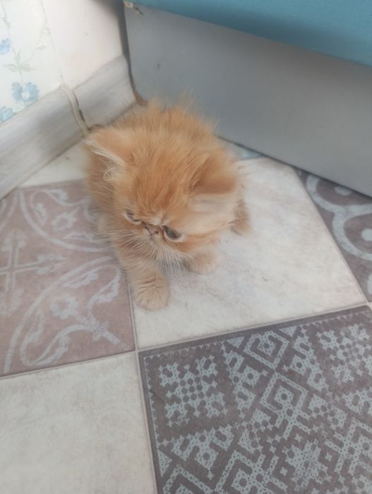 Персидські котята