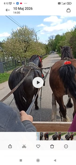 Klacz Slaska po Regent