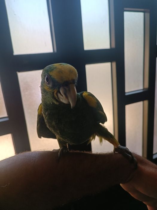 Papagaios Amazonas Barbadensis