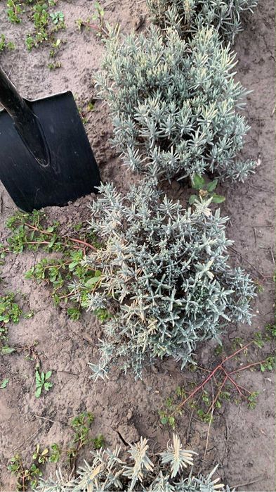 Лаванда хіт-хот і англійська