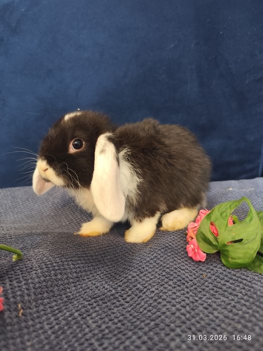 Królik miniaturka, baranek karzełek/mini lop samiec