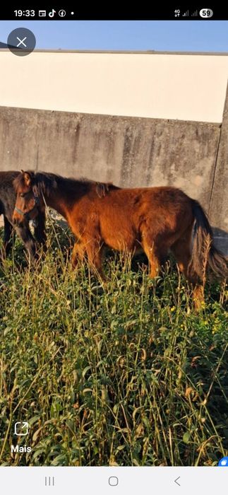 Cavalinho de 8 meses