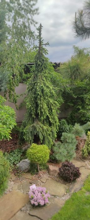 Ялина сербська Пендула (picea omorika Pendula): 880 грн. - Сад