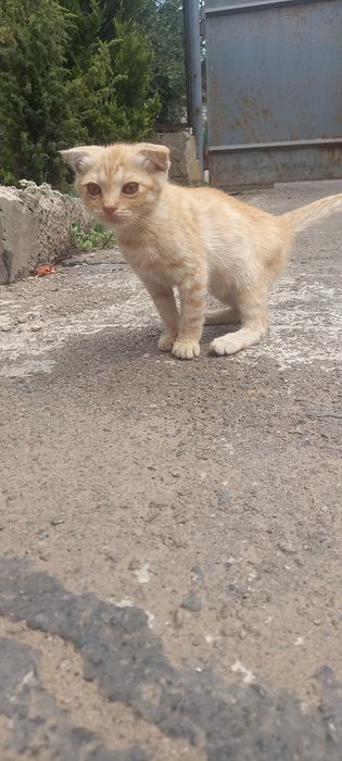 Кошенята шукають свою родину