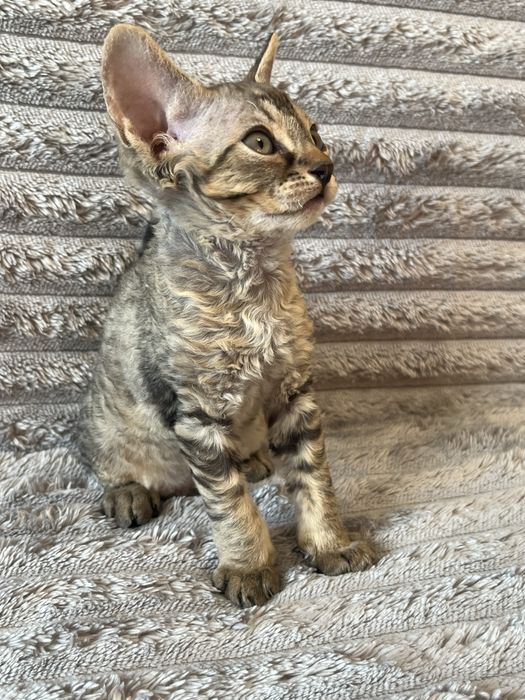 Котик Девон Рекс