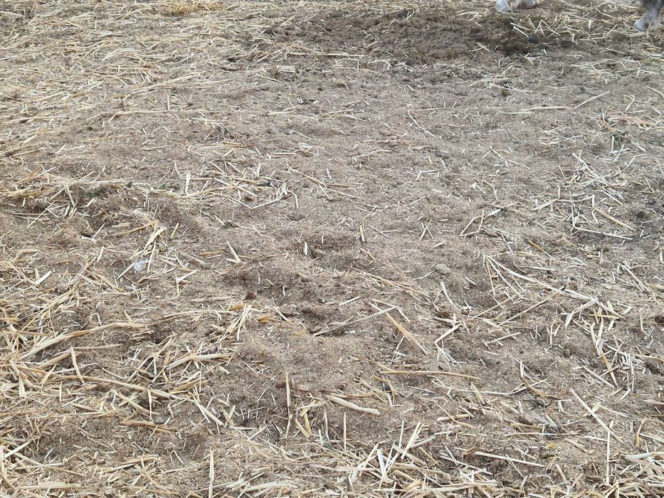 Dá se estrume cavalo