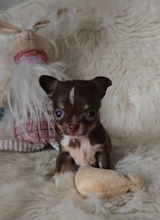 Chihuahua dziewczynka xxs