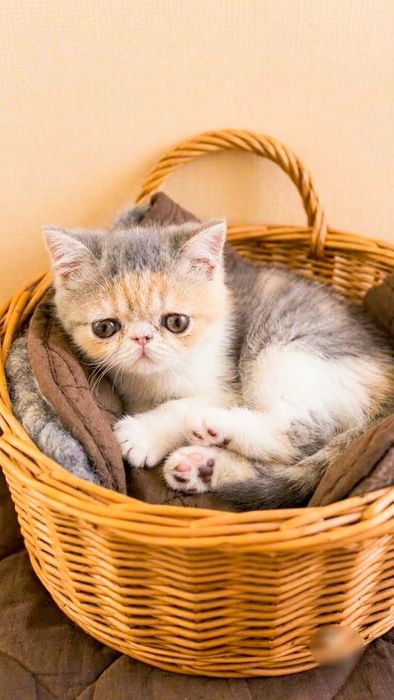 Плюшевый ангелочек!