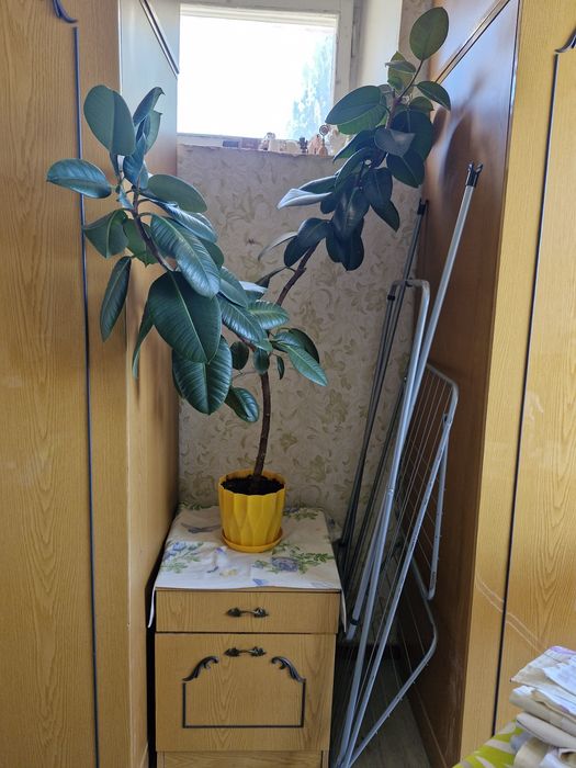 Вазон Фікус.  Домашня рослина.