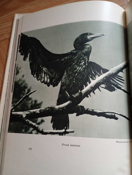 Album: ,,Wśród puszcz i lasów"