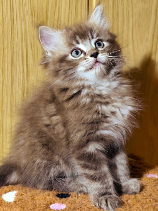 Ragdoll Cherubim Seal Lynx rodowód międzynarodowy