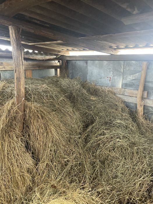 Продам сіно.