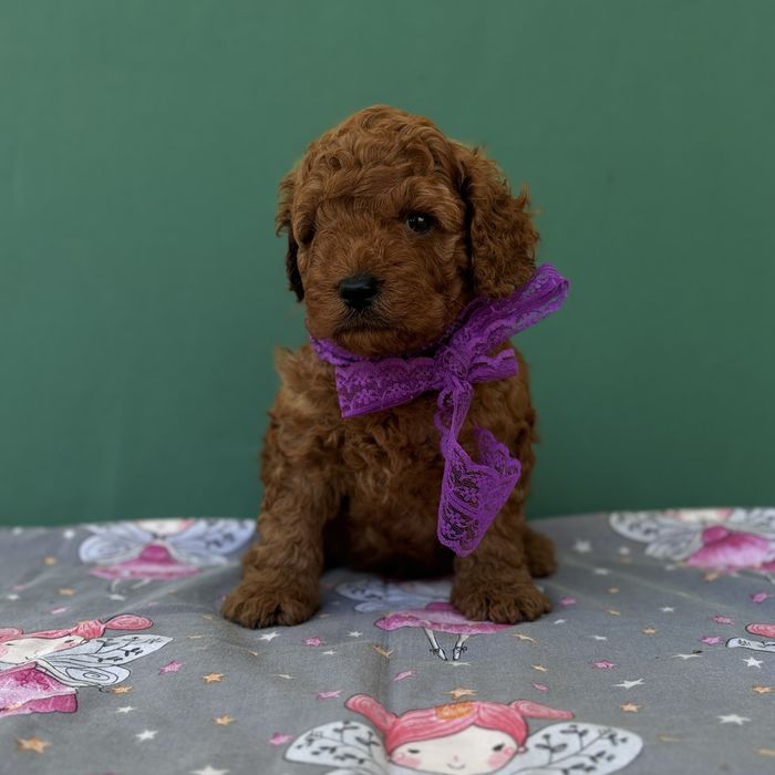 шикарний хлопчик у забарвленні RED BRAUN.