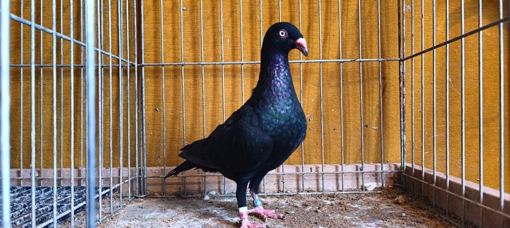 Gołębie z lotu. Duński lotny Samica