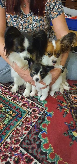 Suczka papilon spaniel kontynentalny pies