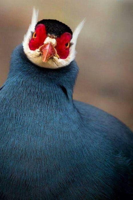 Продам фазана ушастого