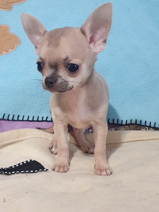 Мальчик чихуахуа гладкошерстный