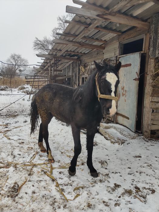 Молода кобила 1.5 роки здорова та активна