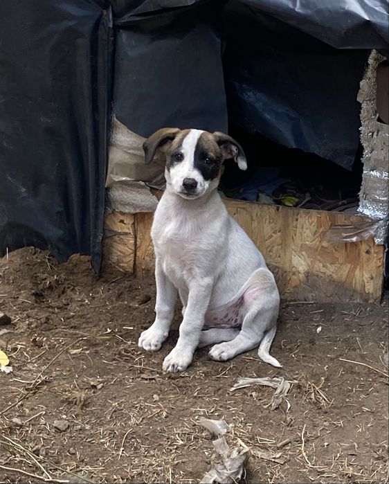 Щенки ищут заботливых хозяев