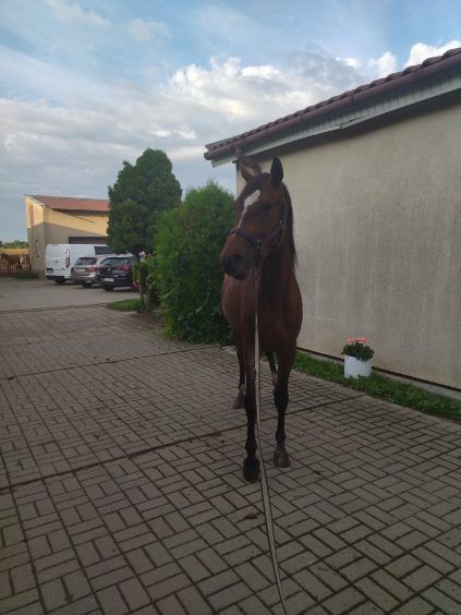 Klacz wielkopolska