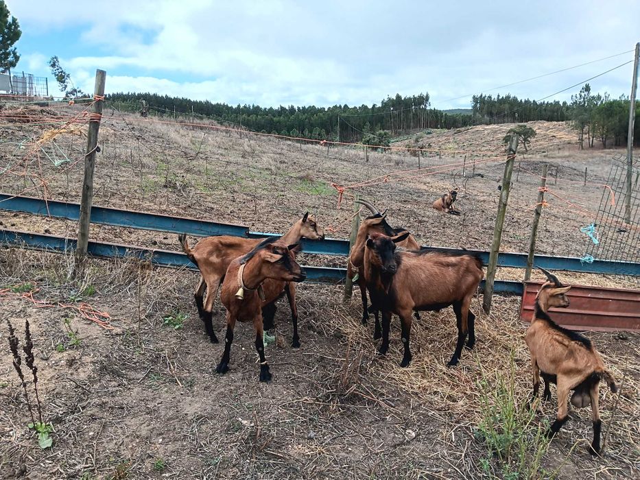 cabras alpinas pardas francesas puras