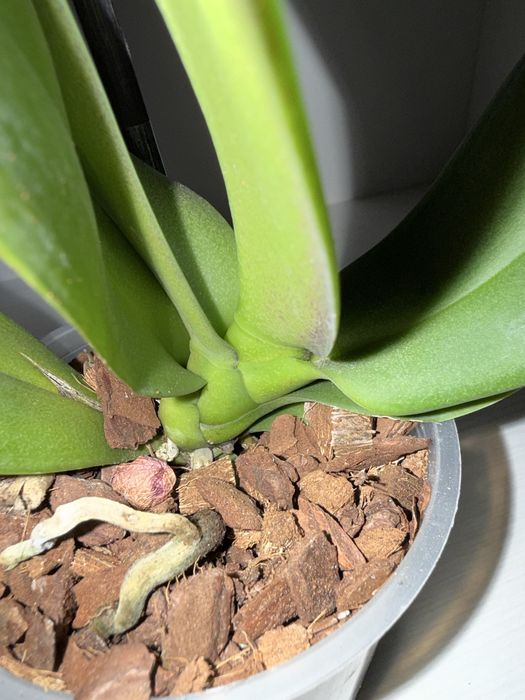 Орхідея Arwen, сортова орхідея, уцінка.