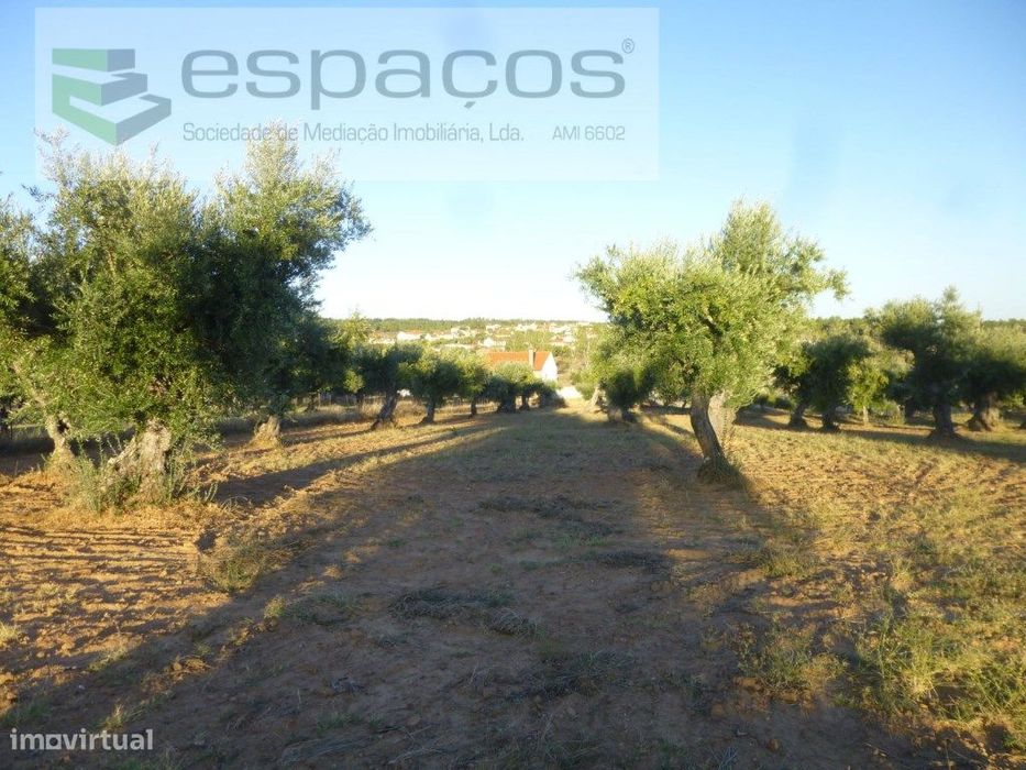 Terreno rústico com oliveiras tradicionais - Freixial do Campo — Freixial E Juncal Do Campo, Castelo Branco