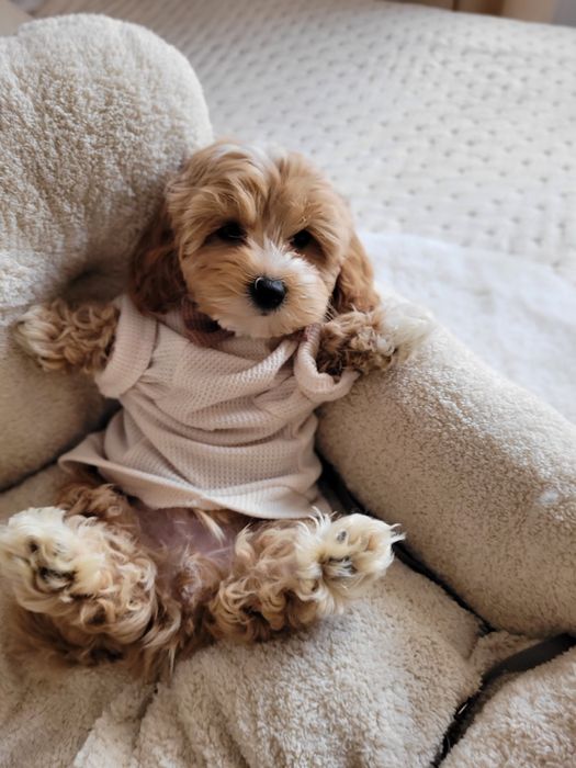 Uroczy piesek  maltipoo F1 badania genetyczne