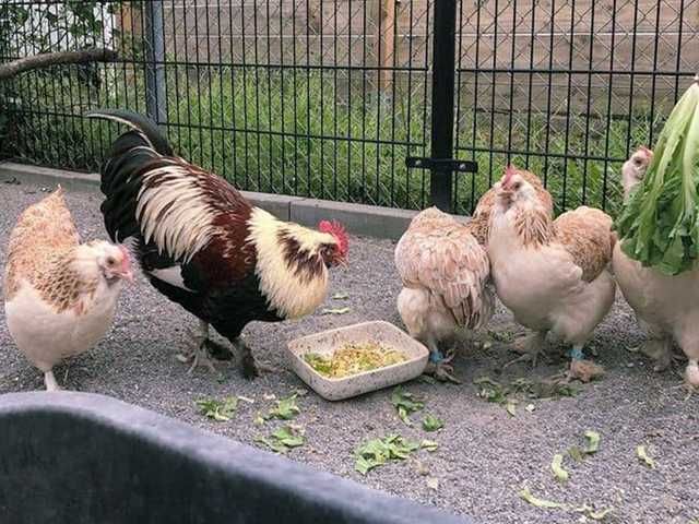 Яйце на інкубацію, курчата, Фавероль: лососева.