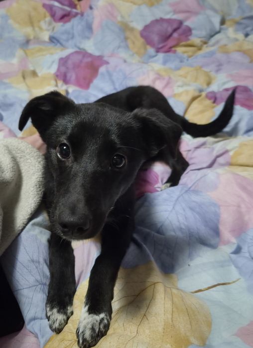 Дівчинка шукає дім