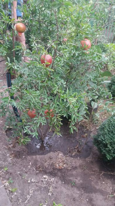 Гранатові дерева