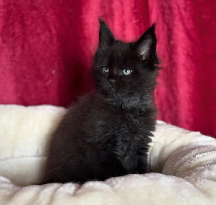 Продам котят мейнкун