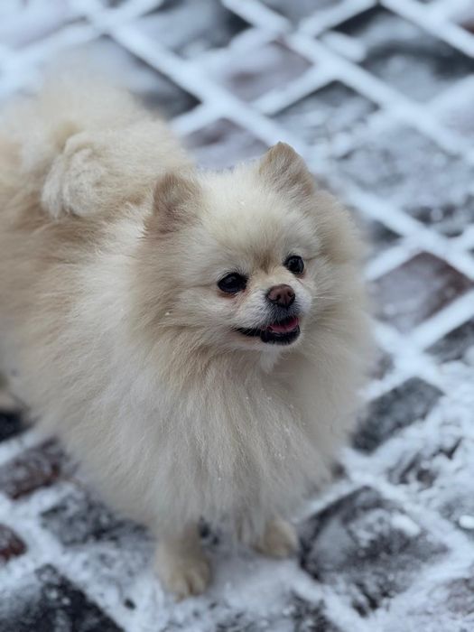 Дівчата померанського шпіца