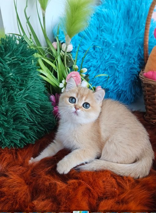 Золотая британская шиншилла кот котята котик хлопчик кіт завуальованно