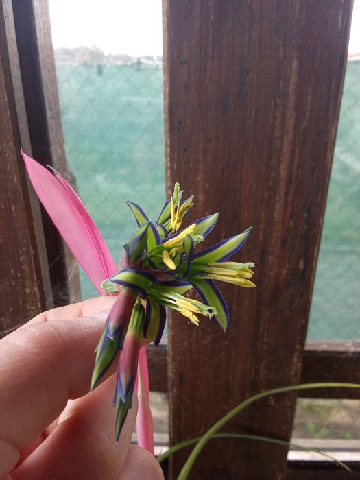 Bromélias lágrimas de rainha