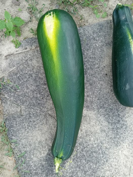 Cukinia ekologiczna