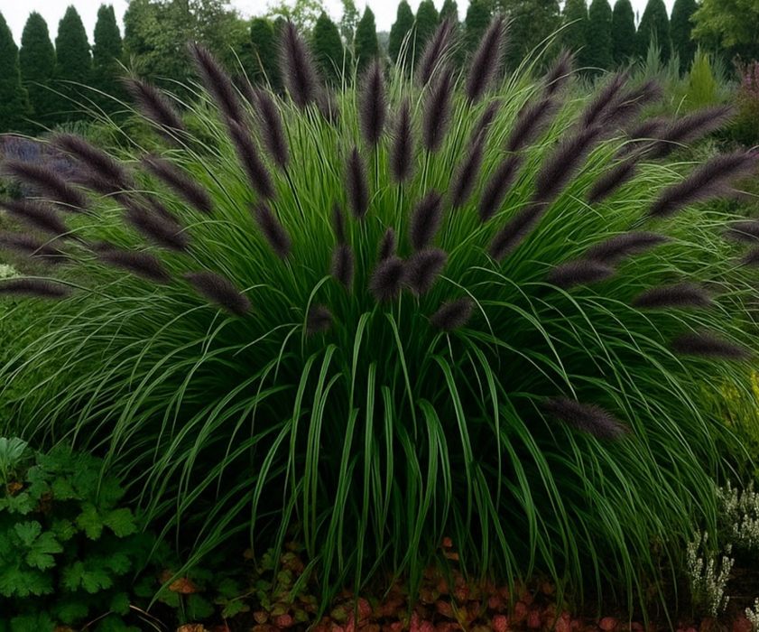 Trawa Rozplenica japońska