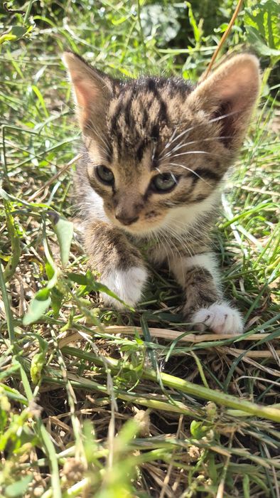 Котята в турботливі руки