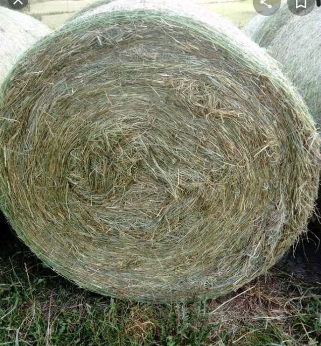 Siano w balach 120