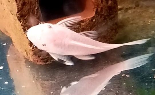 Samiec snow white zbrojnik glonojad ancistrus