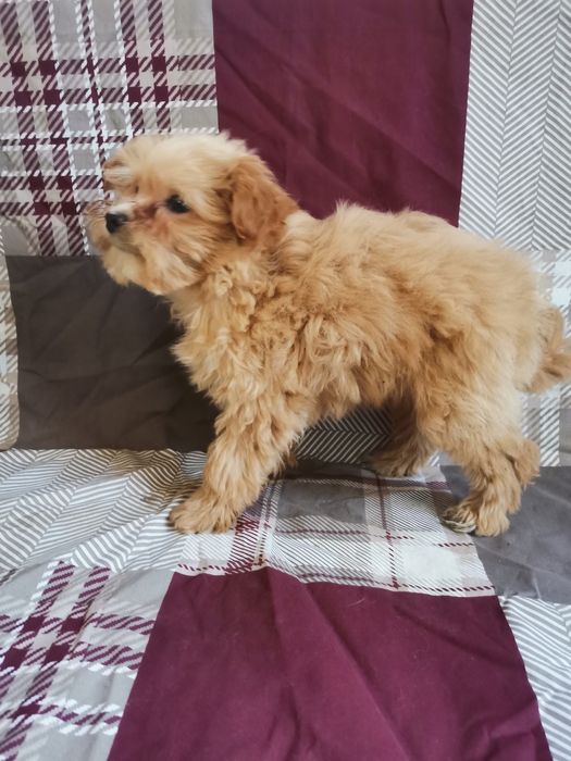 Чудові мальтипу окрас різний розмір міні