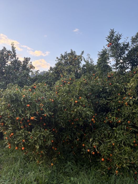 Laranjas, limões e clementinas