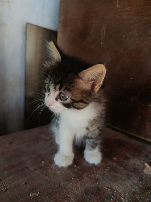 Котята в добрі руки