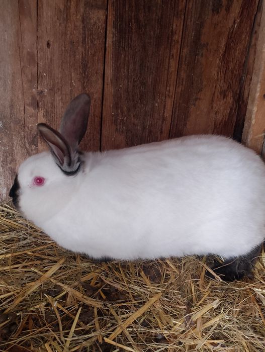 Sprzedam królika samca kc
