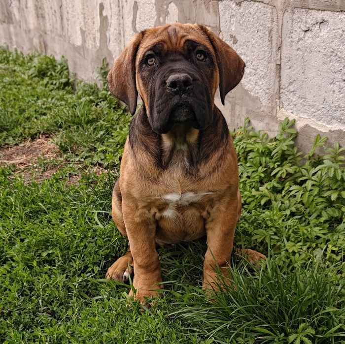 Cane Corso Italiano płowa suczka z nalotem