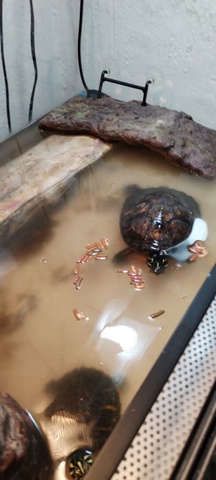 Z wodno lodowy parka